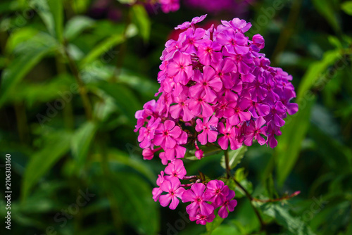 Pink Phlox Flower Cluster in Garden