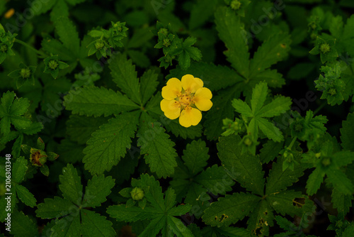 Obraz na płótnie Yellow creeping cinquefoil Potentilla reptans flower blooming among lush dark gr