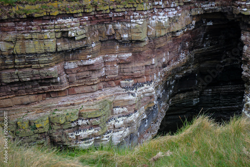 Cliffs near Duncansby Stacks with wild birds colonies, North Scotland