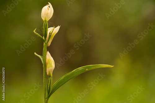 Foto Cephalanthera damasonium, white helleborine, orchidaceae, close up nature photo