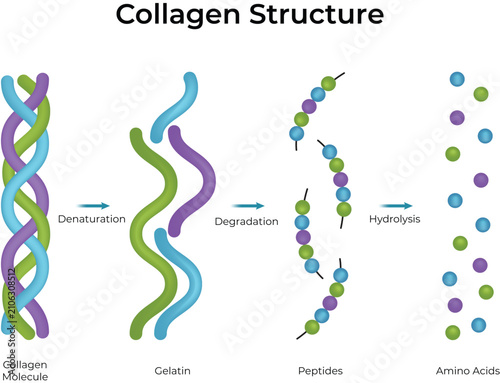 Foto Collagen Structure and Degradation Process Educational Biology Vector Illustrati