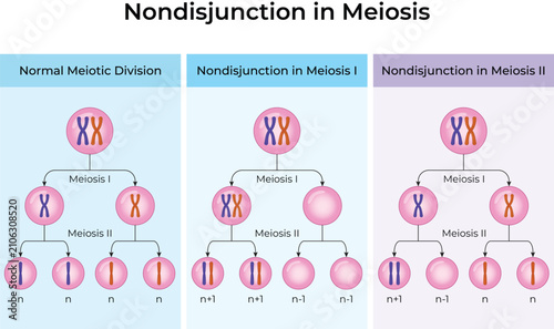 Bild auf Leinwand Nondisjunction in Meiosis: Educational Genetics and Chromosome Division Vector I