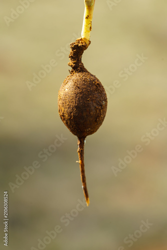 Fotografie Macro view of a single freshly dug dirt covered bulb or root nodule hanging agai