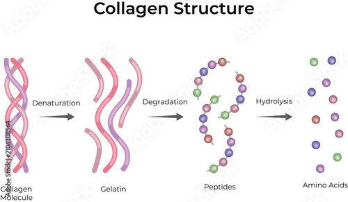 Obraz na płótnie Collagen Structure and Degradation Process Educational Biology Vector Illustrati