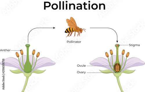 Konstfotografi Pollination Process in Flower Reproduction Educational Biology Vector Illustrati