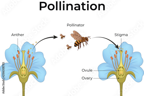 Cuadro en lienzo Pollination Process in Flower Reproduction Educational Biology Vector Illustrati