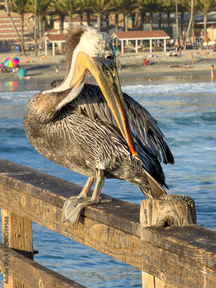 Fototapeta premium Brown Pelican Perched On Oceanside Pier