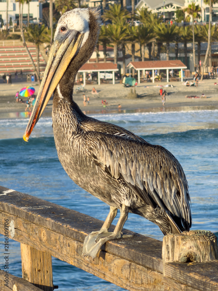 Fototapeta premium Brown Pelican Perched Along Oceanside Beachfront Pier
