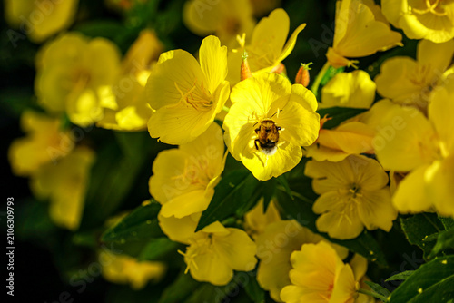 Bumblebee Pollinating Yellow Evening Primrose Flowers in Garden