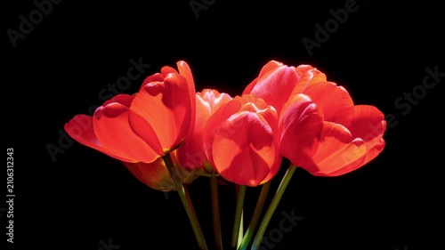 Red Tulips Rotating on Pure Black, Dark Moody Floral Motion Background, Screen Mode Ready, 4K