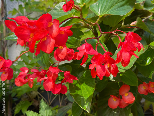 Canvastavla Begonia cucullata Wax begonia red flowering plant.