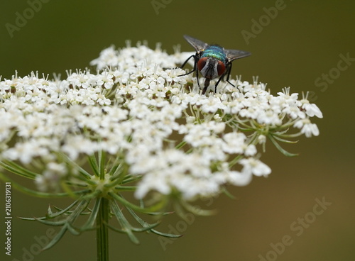 blowfly on wild carrot