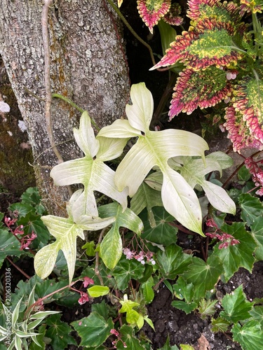 Light green plant
