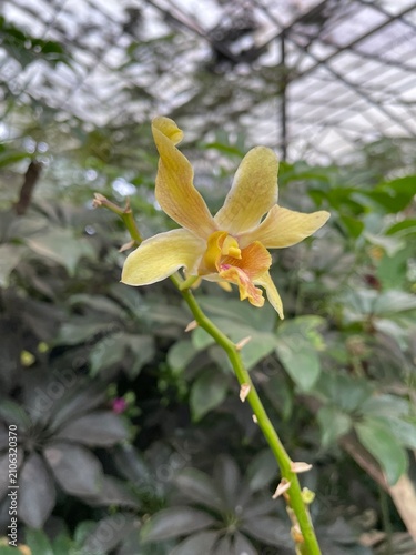 yellow flower in the garden