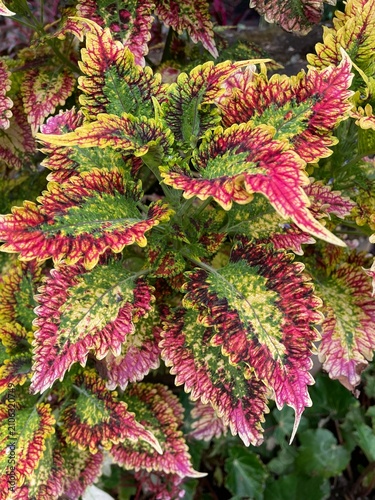 Mature coleus plant