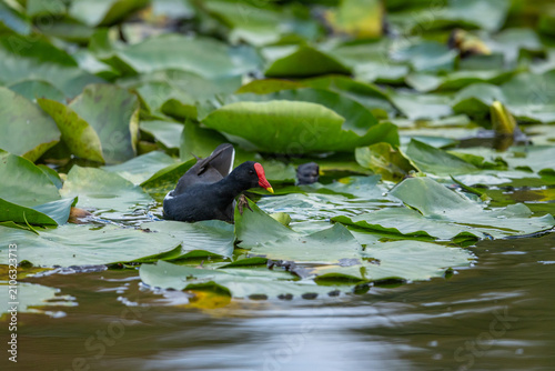 Canvastavla A common moorhen (Gallinula chloropus) swimming among lilies in a pond