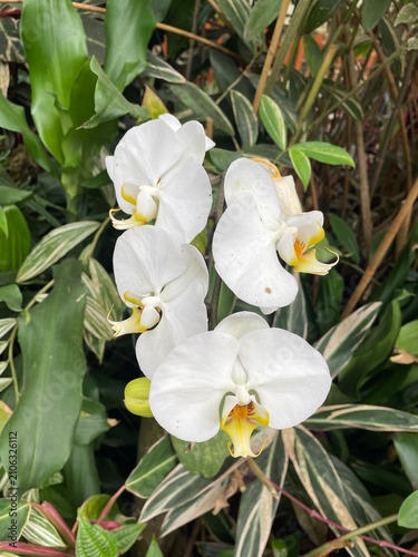 white orchid flower