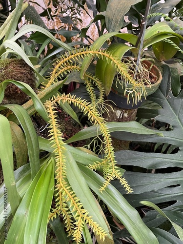 close up of a plant