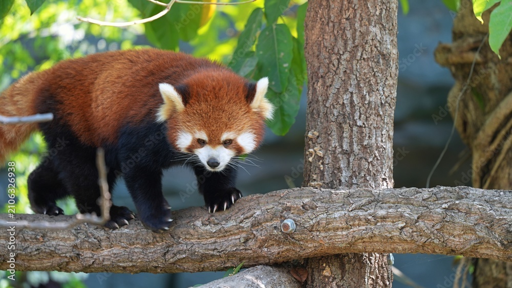 Obraz premium portrait of red panda walking on tree, cute red panda ready to jump in the zoo in the afternoon