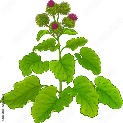 Burdock Plant with Flowers and Leaves Colored Illustration. Essential oil ingredient for cosmetics, spa, aromatherapy, health care, alternative medicine. Vector isolated for design or decoration.