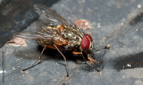 Cuadro en lienzo close up of fly