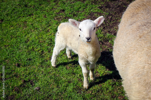 New born curious sheep, Highland, Scotland