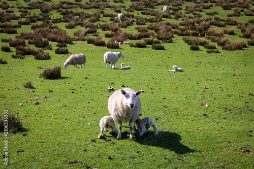 New born curious sheep, Highland, Scotland