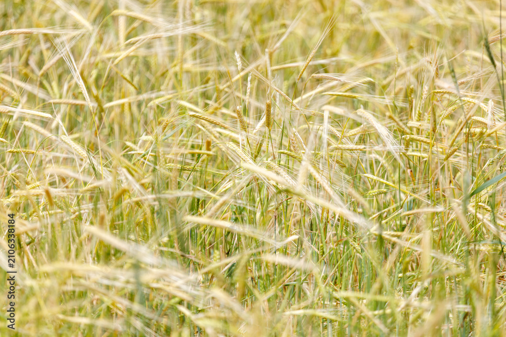 Obraz premium Golden wheat stalks sway gently in a sunlit field