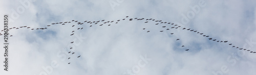 Fotografía Large flock of birds flies across soft white clouds