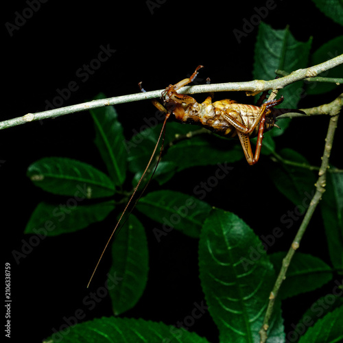 Wellington Tree Weta. Golden Bay, south island, New Zealand.