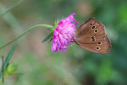Fotografija Aphantopus hyperantus, the ringlet butterfly on knautia arvensis blossom