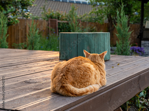 Orange Tabby Cat Resting on a Wooden Deck
