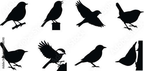 Bild auf Leinwand Songbirds and Garden Birds Black Silhouettes Set in Flying Perched and Singing P