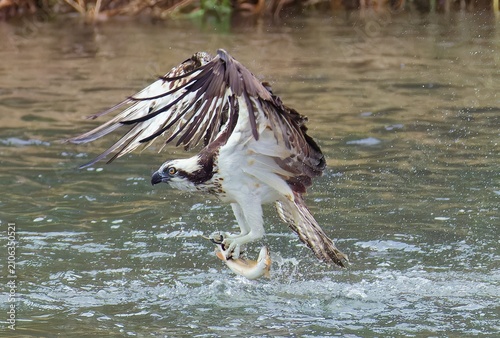 Cuadro en lienzo 魚を捕獲したミサゴ(Osprey)
