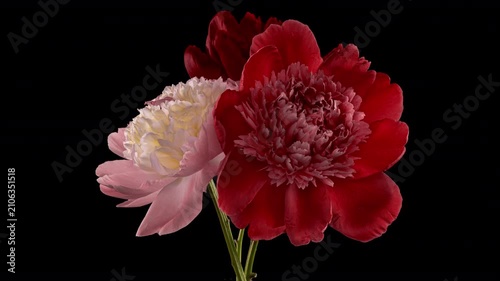 Luxury Peony Bouquet Blooming on Black Background Elegant Floral Timelapse