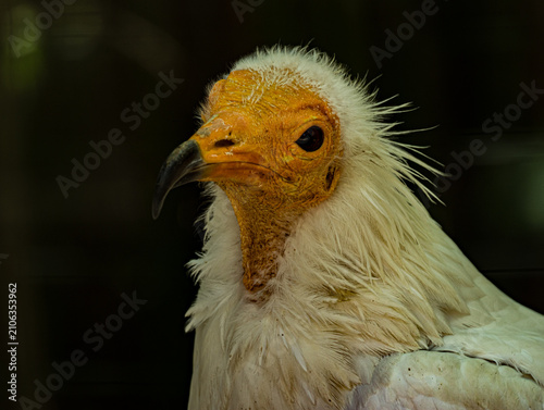 Obraz na płótnie Egyptian Vulture - White Scavenger Bird of Prey Portrait