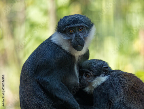 Canvas Print L'Hoest's monkey (Allochrocebus lhoesti) with distinctive white beard and dark f