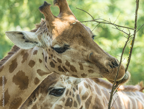 Cuadro en lienzo Kordofan giraffe (Giraffa camelopardalis antiquorum) with distinctive irregular