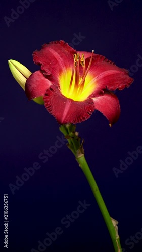 Vibrant Burgundy Daylily Flower on Studio Purple Background