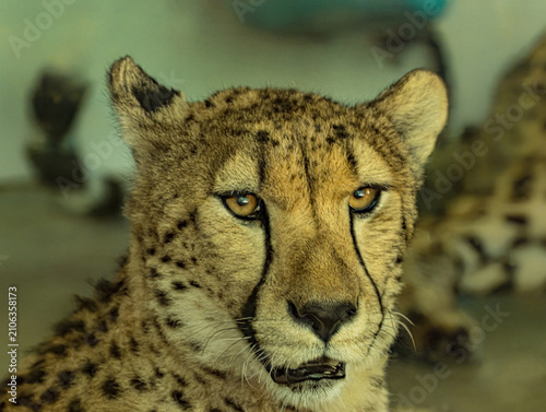 Obraz na płótnie Cheetah Face Portrait with Intense Gaze