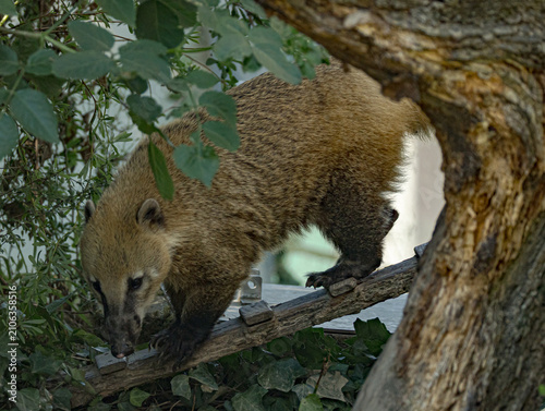 Quadro su tela South American coati (Nasua nasua) in a zoo environment, a curious tropical mammal with a long ringed tail, pointed snout, and distinctive facial markings