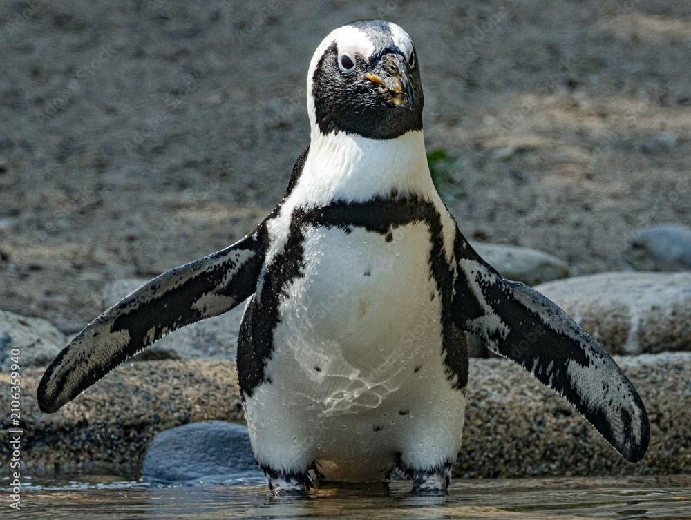Fototapeta premium African penguin (Spheniscus demersus), also known as the Cape penguin, standing on a rocky coastline in its natural habitat. This endangered seabird is recognized by its distinctive black and white