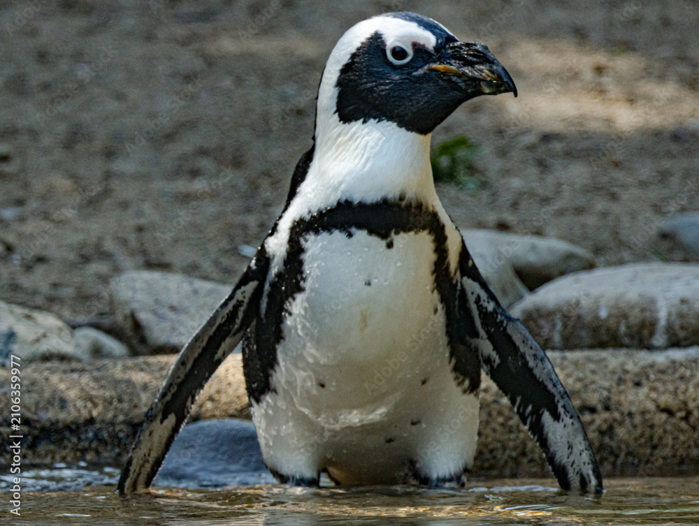 Obraz premium African penguin (Spheniscus demersus), also known as the Cape penguin, standing on a rocky coastline in its natural habitat. This endangered seabird is recognized by its distinctive black and white