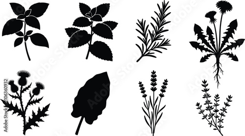 Canvastavla Herbs and medicinal plants black silhouettes set featuring basil mint rosemary d