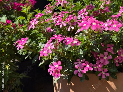 Obraz na plátně Catharanthus roseus Vinca Madagascar periwinkle pink flowers