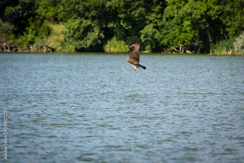 Konstfotografi Turning from the strike the bird sweeps across the lake
