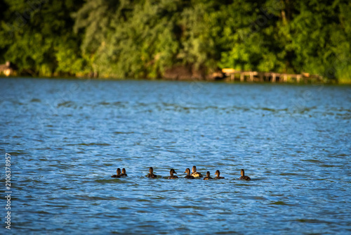 Принти на полотні Small group of ducks bobs in open water near the far shore their heads aligned a
