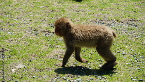 Bild auf Leinwand Wild Japanese Macaques on the Scenic Rocky Coast of Hagachizaki Monkey Bay in Iz