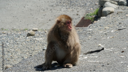 Bild auf Leinwand Wild Japanese Macaques on the Scenic Rocky Coast of Hagachizaki Monkey Bay in Iz