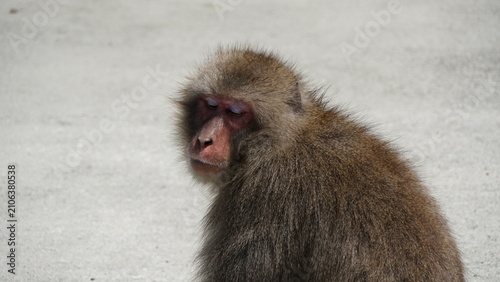 Cuadro en lienzo Wild Japanese Macaques on the Scenic Rocky Coast of Hagachizaki Monkey Bay in Iz
